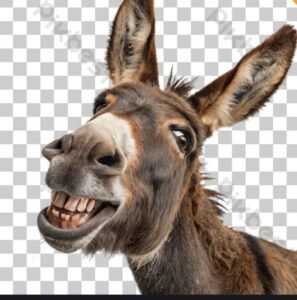 أنس دنقل يكتب:انا والحمار وهواك!