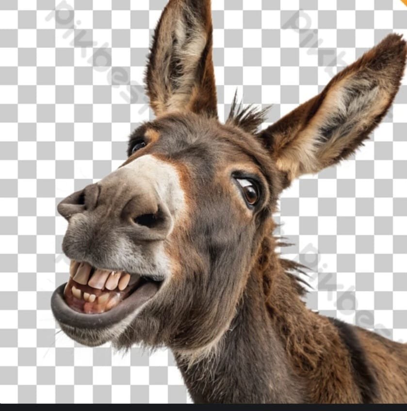 أنس دنقل يكتب:انا والحمار وهواك!