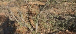 مستوطنون يقطعون أشجار زيتون جنوبي نابلس