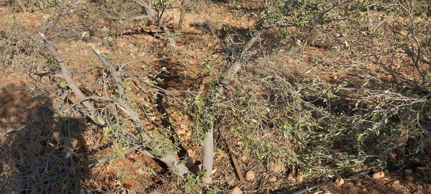 مستوطنون يقطعون أشجار زيتون جنوبي نابلس