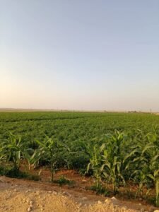 محمد كامل خضري يكتب: كتاب الحياة