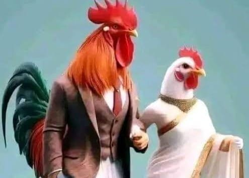 محمد كامل خضري يكتب: تدجين الدواجن! الديك الزعيم