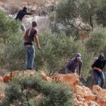 مستوطنون يهاجمون فلسطينيين ودبلوماسيين غربيين في الضفة